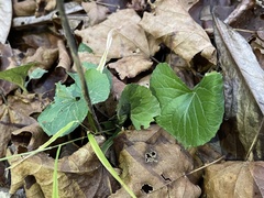 Violaceae