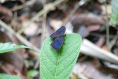 Euriphene