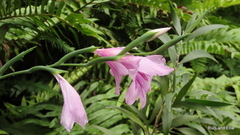 Gladiolus geardii