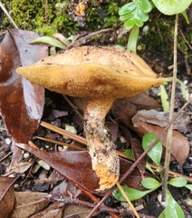 Suillus salmonicolor
