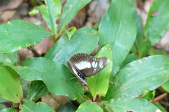 Pseudacraea lucretia