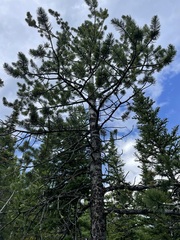 Pinus flexilis