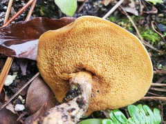 Suillus salmonicolor