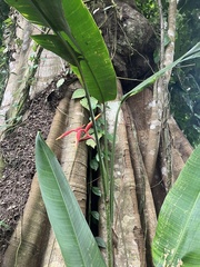 Heliconia × rauliniana