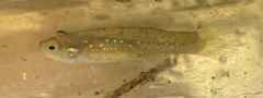 Fundulus chrysotus