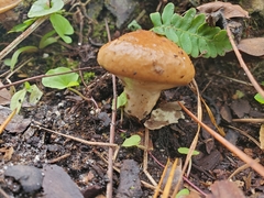 Suillus salmonicolor