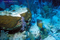 Cantherhines macrocerus