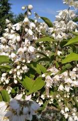 Deutzia gracilis