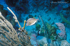 Lactophrys triqueter