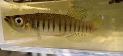 Fundulus lineolatus