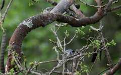 Polioptila bilineata