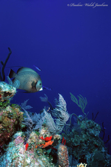 Pomacanthus arcuatus