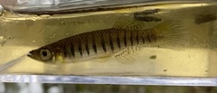 Fundulus lineolatus