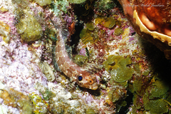 Gobioclinus filamentosus
