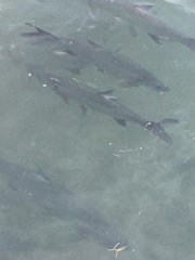 Megalops atlanticus