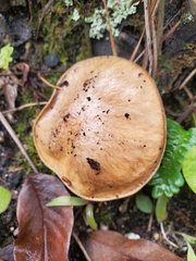 Suillus salmonicolor