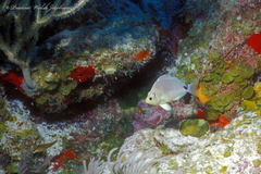 Hypoplectrus unicolor