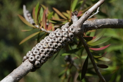 Melaleuca pallida