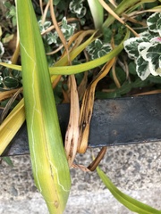 Ophiomyia kwansonis
