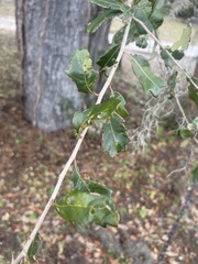 Quercus virginiana