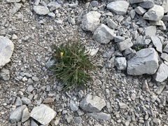 Chondrilla chondrilloides