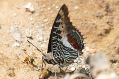 Charaxes castor