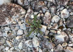 Chondrilla chondrilloides