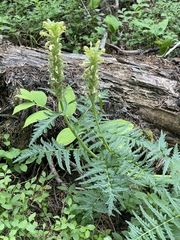 Pedicularis procera