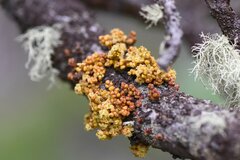 Arceuthobium cyanocarpum