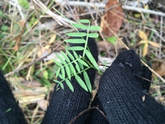 Vicia cracca cracca