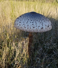 Macrolepiota procera
