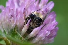 Trichiotinus assimilis