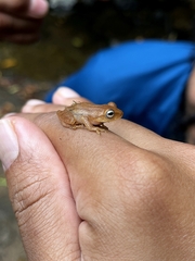 Raorchestes luteolus