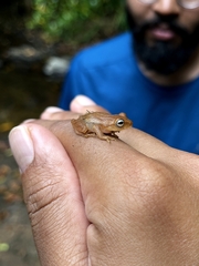 Raorchestes luteolus