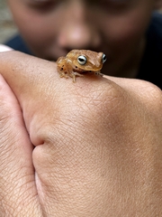 Raorchestes luteolus