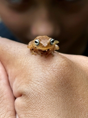 Raorchestes luteolus