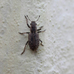 Sitona macularius