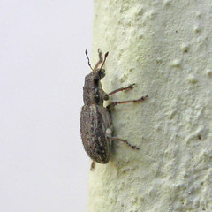 Sitona macularius