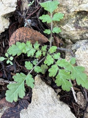 Phacelia congesta