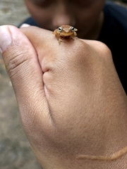 Raorchestes luteolus