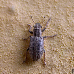 Sitona macularius