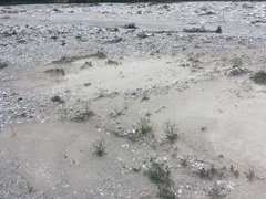 Chondrilla chondrilloides