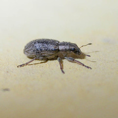 Sitona macularius