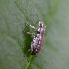 Sitona macularius
