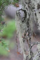 Usnea cavernosa
