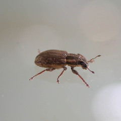 Sitona humeralis
