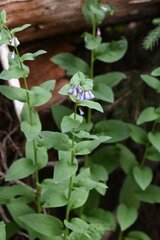 Mertensia