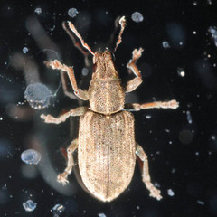 Sitona humeralis