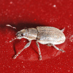 Sitona humeralis