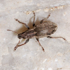 Sitona humeralis